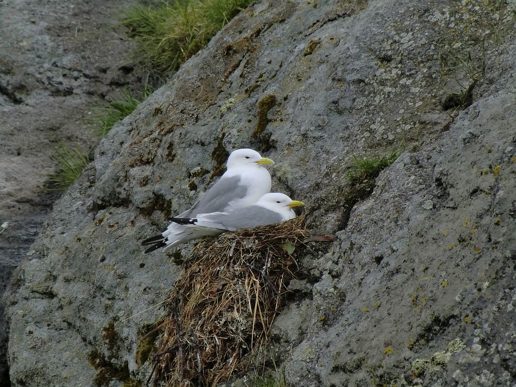 Mwenpaar in Nusfjord am Vogelfelsen