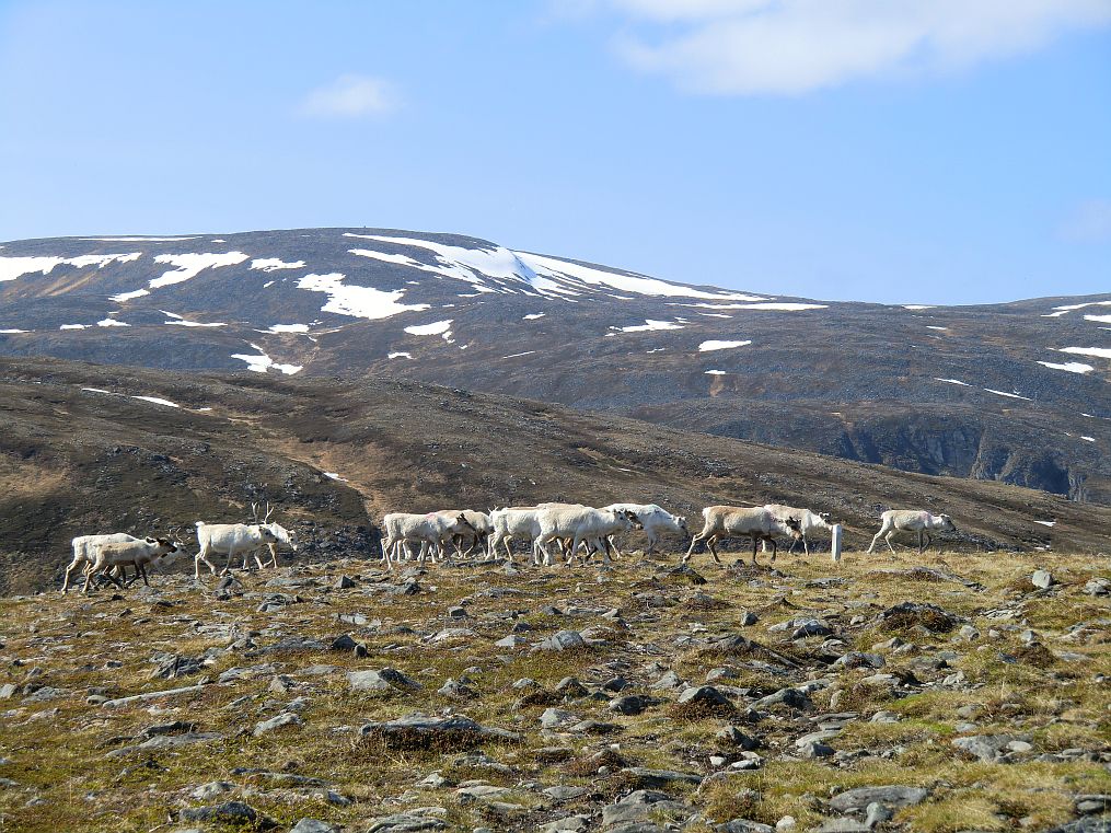 Bei den groen Rentierherden Lapplands handelt es sich ausschlielich um Rentiere die unter der Obhut der Samen stehen. 