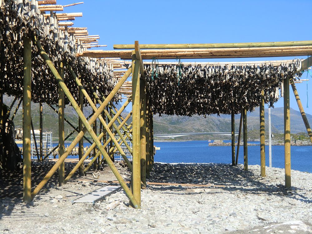 Stockfisch. Im Hintergrund die 2003 neu erbaute Kkernbrcke welche die Inseln Vestvgy mit Moskenesy verbindet
